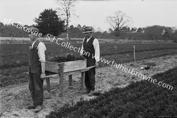 IN THE NURSERY FORESTRY BRING SHOOTS FOR PLANTING